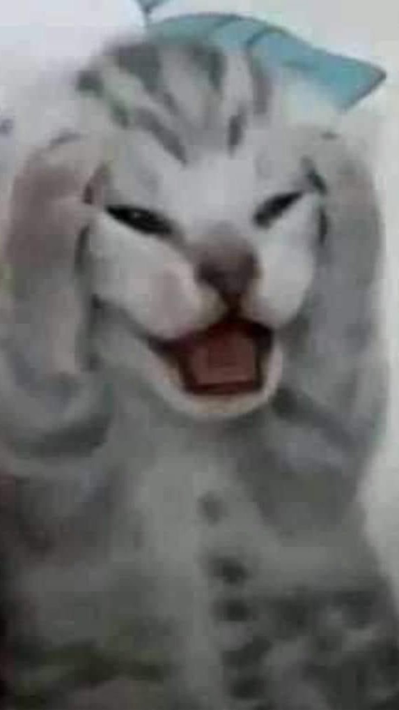 聊天群:D