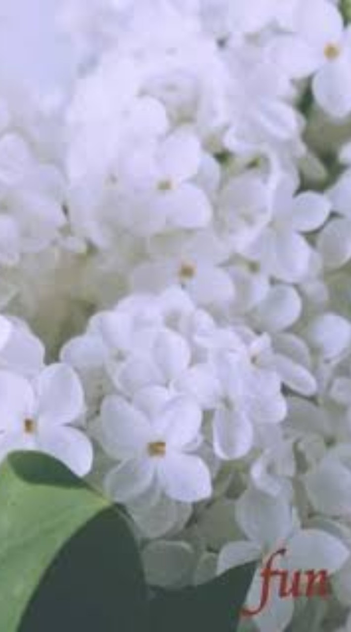 歌い手グループ〖募集締切〆〗