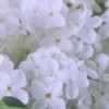 歌い手グループ〖募集締切〆〗