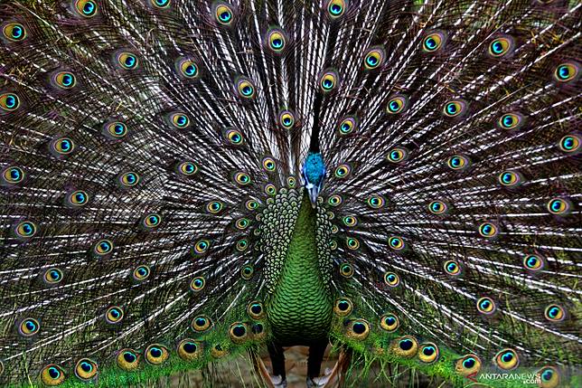 Keindahan Bulu Burung Merak