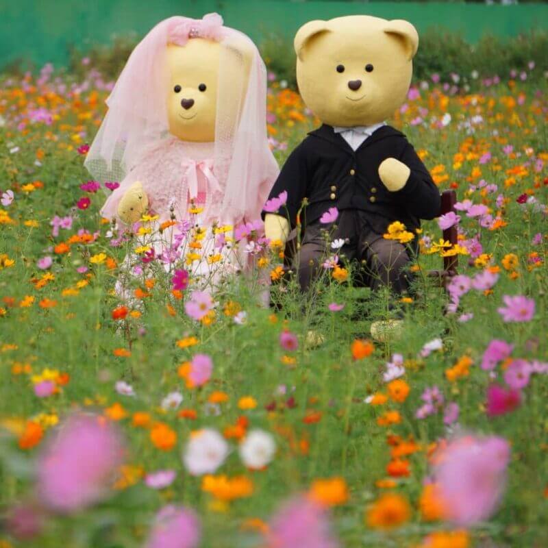 全台向日葵懶人包｜新營姑爺里