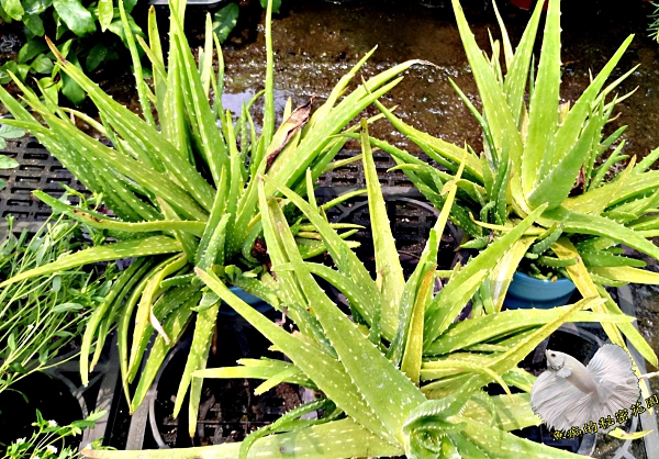 [ 大蘆薈盆栽 5-6吋盆] 香草植物/藥用植物活體盆栽 可食用可泡茶