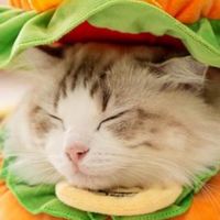 貓の料理小教室