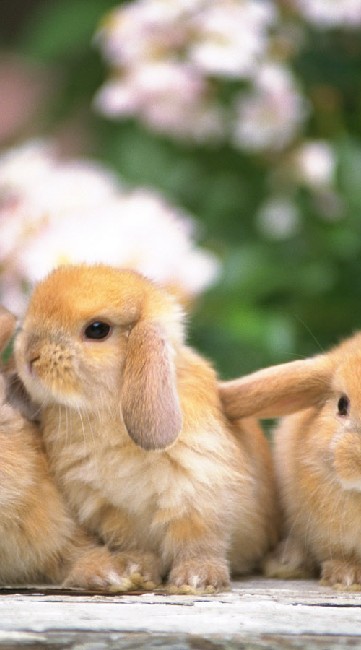 うさぎ福祉会のオープンチャット