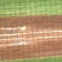 野球ファンの集い - いち早く最新ニュース＆トーク