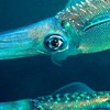 北九州エギング　SQUID HUNTER