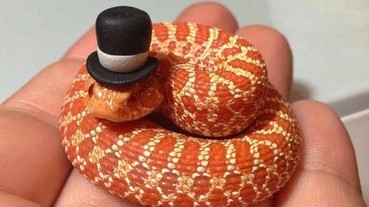 給家裡的蛇蛇戴上小帽子 簡直要萌翻了！