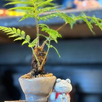 酷蕨Cool-ferns植物雜貨