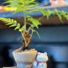 酷蕨Cool-ferns植物雜貨