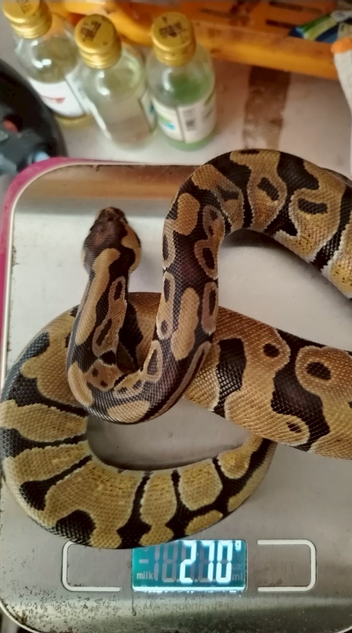 คนรักงูบอลไพธอนสุราษฎร์​ธานี#บอลไพธอน