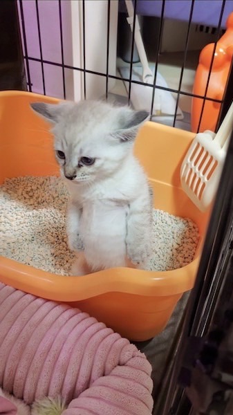 ランクは生きがい