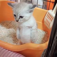 ランクは生きがい