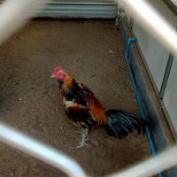 เดอะริปเปอร์ อำนาจเจริญ