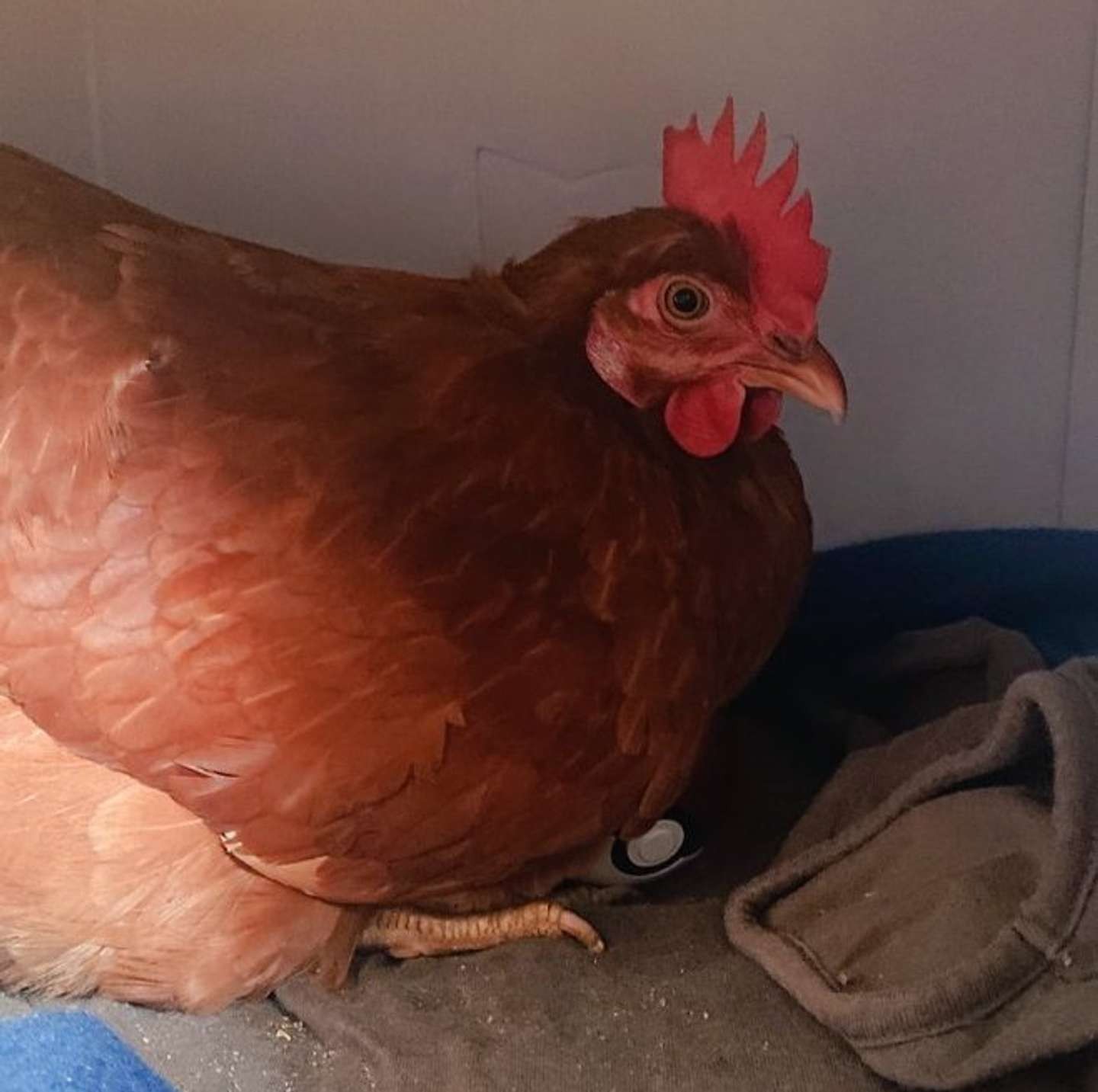 うまれるまで もうちょっとかな 卵みたいにモンスターボールをあっためるニワトリちゃんに癒される