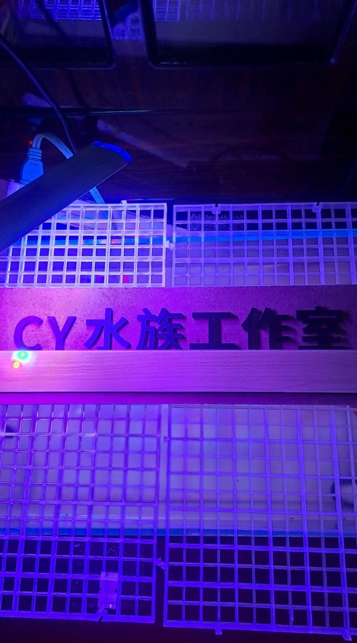 🌟CY水族工作室🌟 競標、交流、買賣