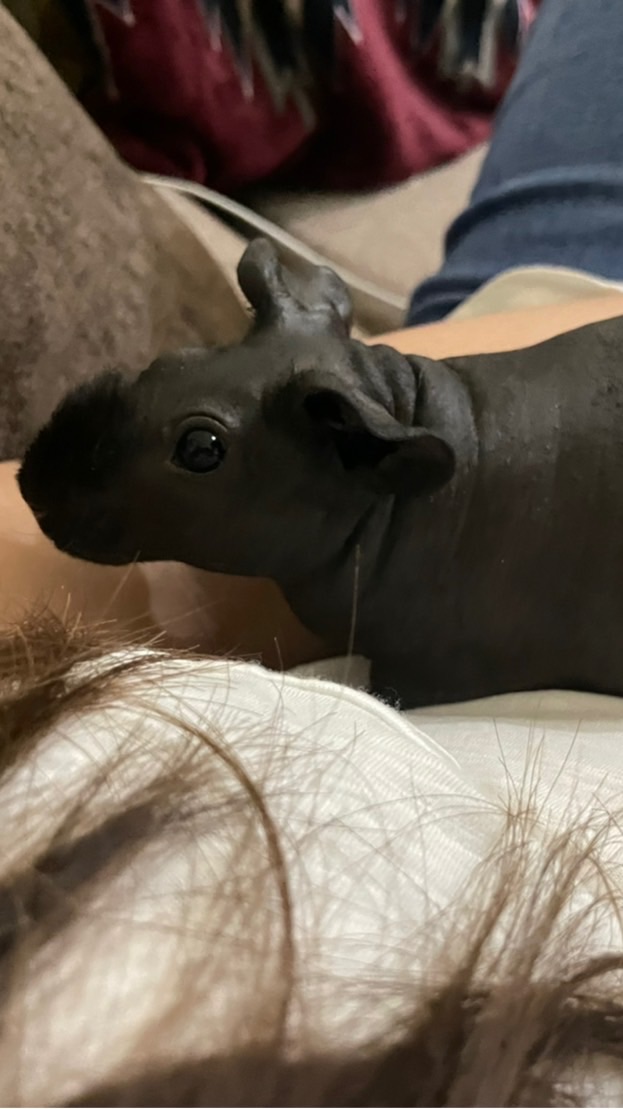 無毛天竺鼠