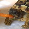 リクガメとの生活🐢