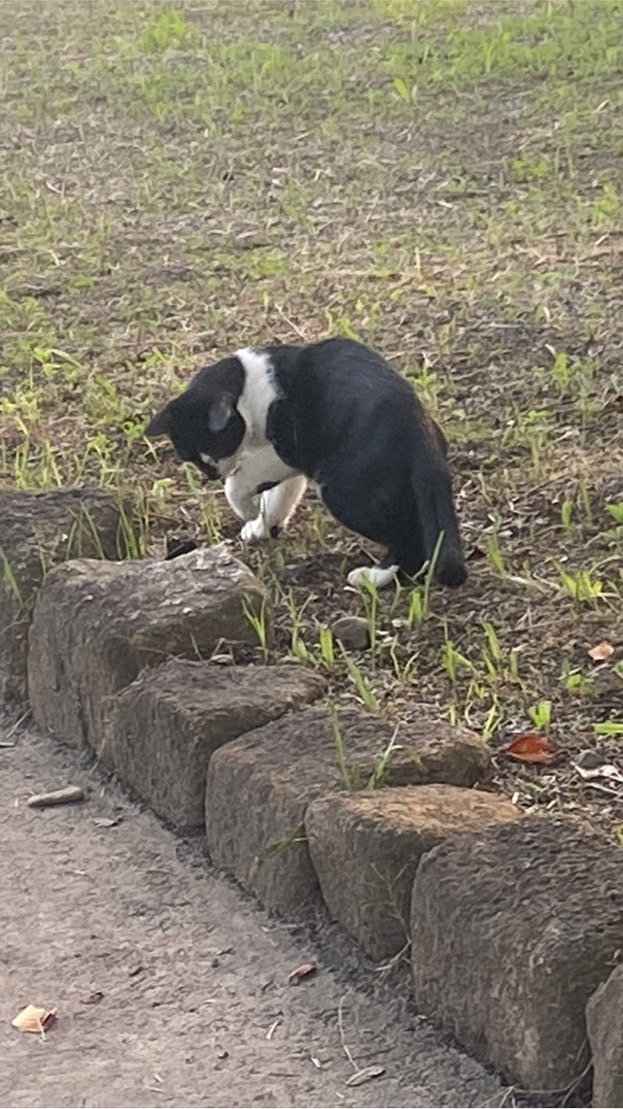 猫の集会所のオープンチャット