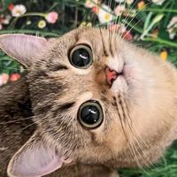 双極性障害の人🙋‍♀️管理人完全寛解部屋🌼ྀི