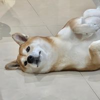 沒吃飽的二寶群