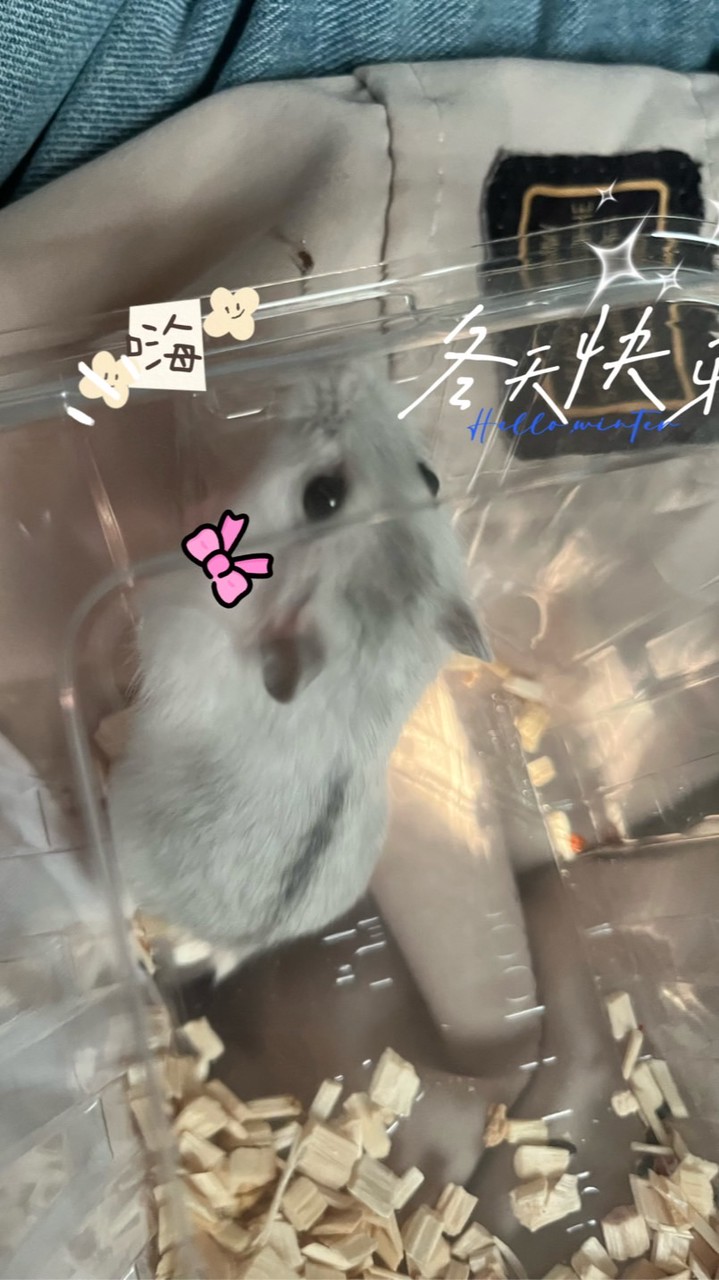 銀狐大世界