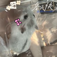 銀狐大世界