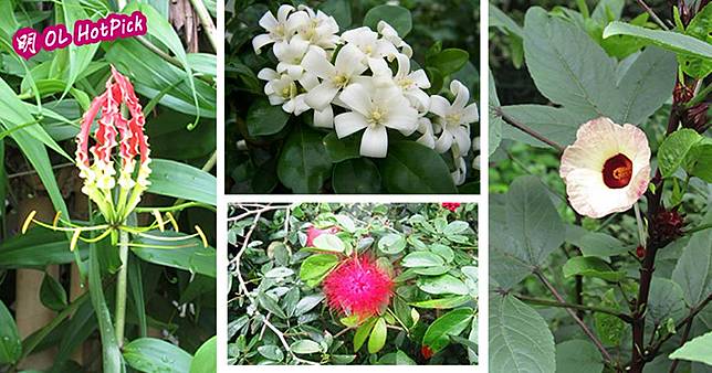 9月賞花好去處 香港動植物公園洛神花 九里香盛放 明報 Line Today