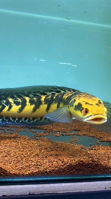 ปลาช่อนสวยงามแลกเปลี่ยนความรู้