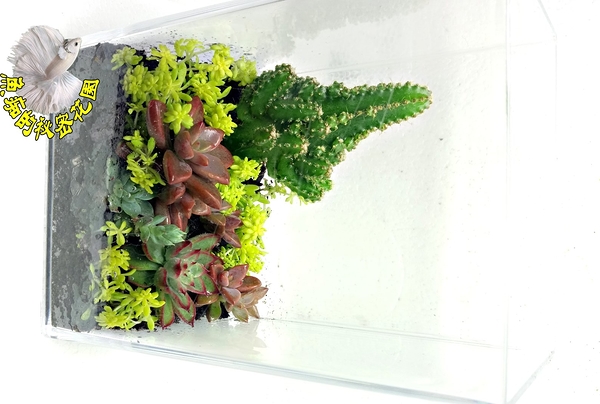 ［整盆販售］特製壓克力多肉植物組合盆栽 ☆居家.店面.櫥窗.玄關.大廳擺飾☆