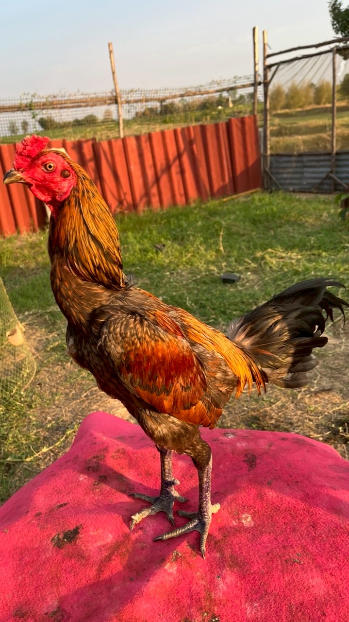 ส สุทัศฟาร์มไก่ชน ขอนแก่น🐔