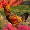 ส สุทัศฟาร์มไก่ชน ขอนแก่น🐔
