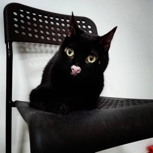 10 Kucing Ini Punya Motif Bulu Paling Unik Sekaligus Lucu! Anda 