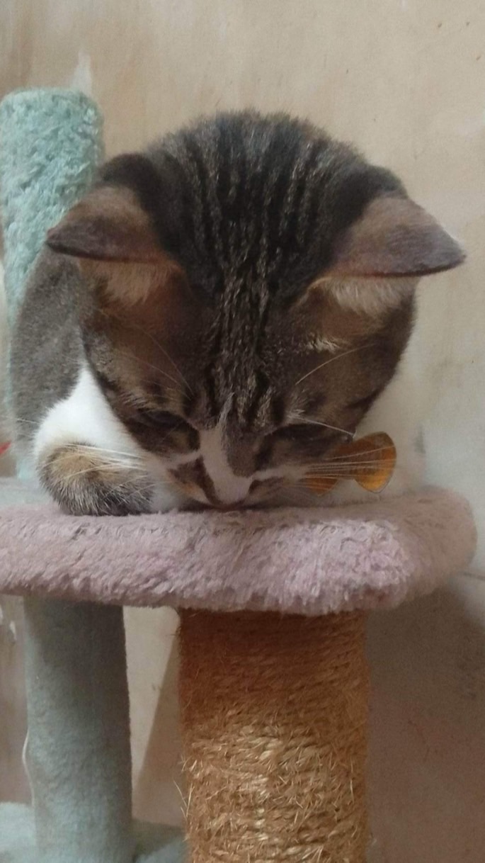 貓咪愛好者