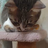 貓咪愛好者