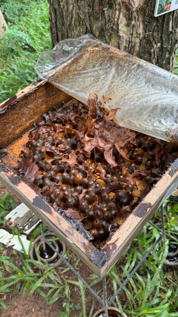 🐝 Beekeepers & Pollinator projects in Thailand 🇹🇭