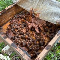 🐝 Beekeepers & Pollinator projects in Thailand 🇹🇭