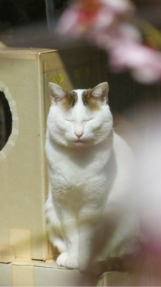 ふぉとばdeコラボのオープンチャット