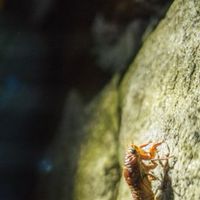 ひろしまセミの観察サポ！