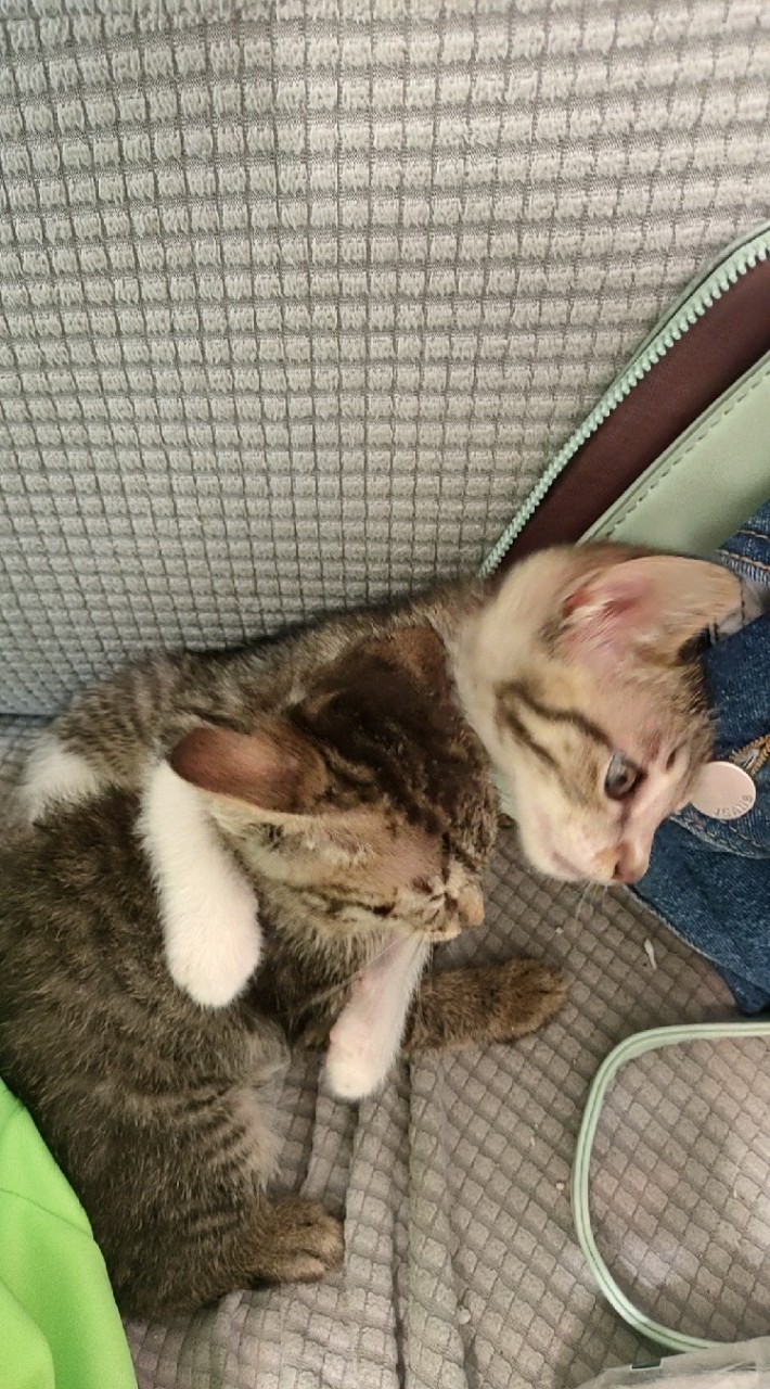 😸五小福喵之舖😸