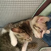 😸五小福喵之舖😸