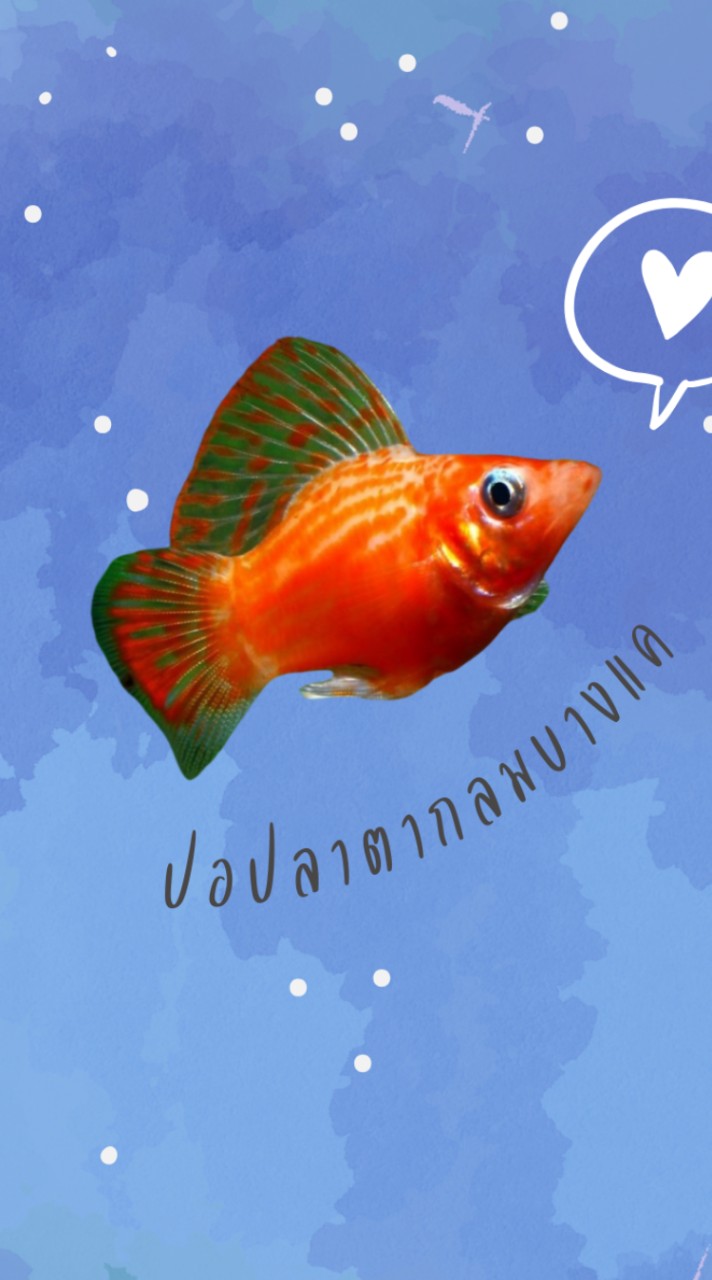ปลอปลาตากลมบางแค