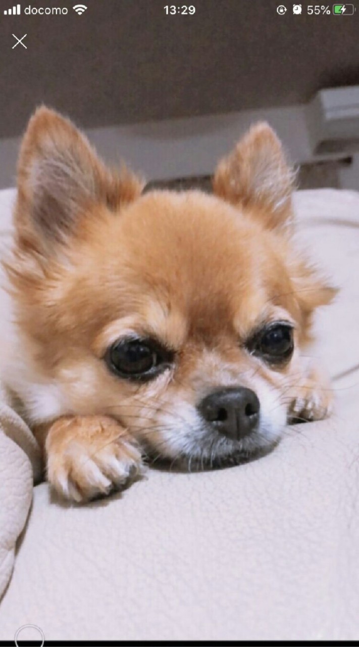 犬好き集まれ〜〜!!