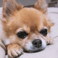 犬好き集まれ〜〜!!