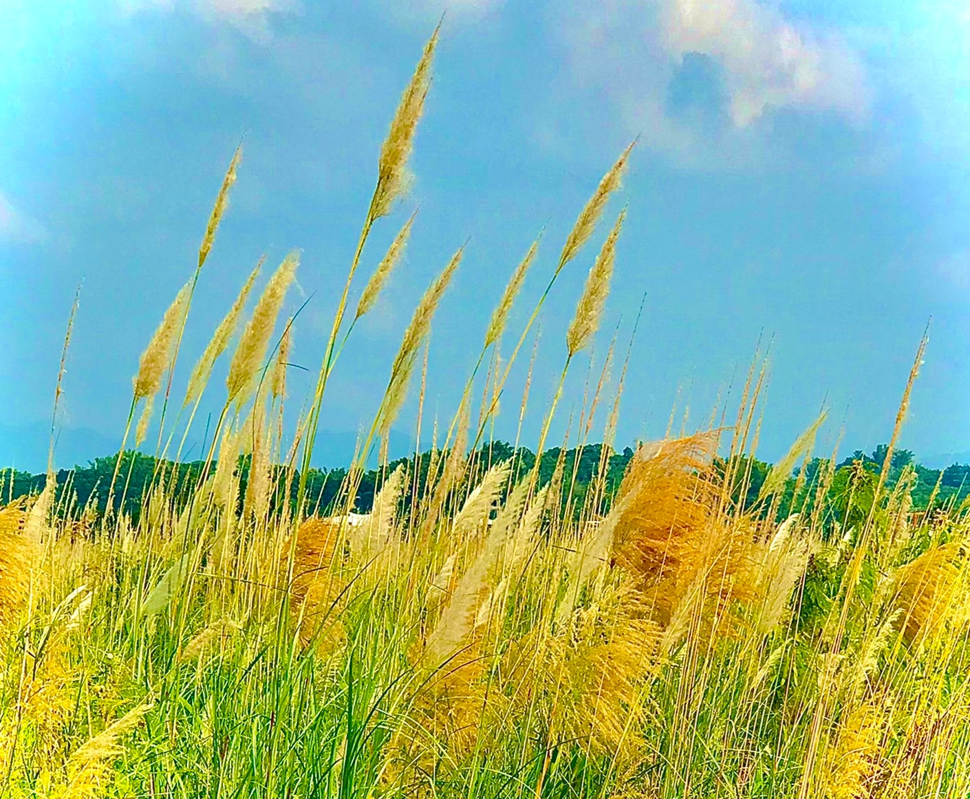 圖片來源/大內橋堤防-LINE熱點用戶