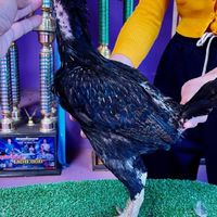 🐓เพชรไก่ชน#สายเลือดพม่า🐓🐲💯