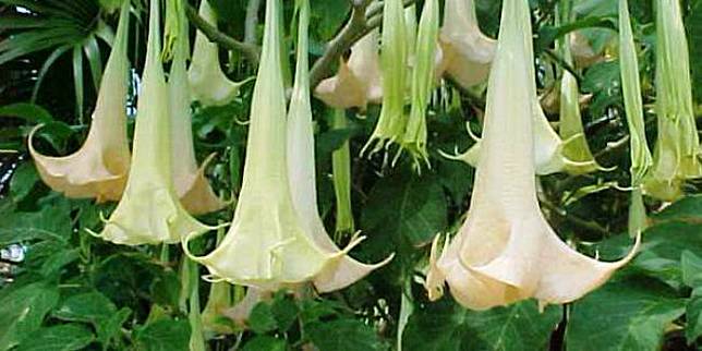 Inilah 5 Tanaman Mematikan Yang Tumbuh di Indonesia!