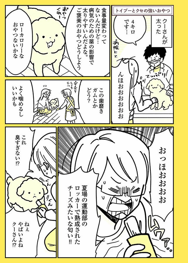 熟成されたチーズみたいな匂いのおやつ はクセになる味 うちのトイプーがアイドルすぎる