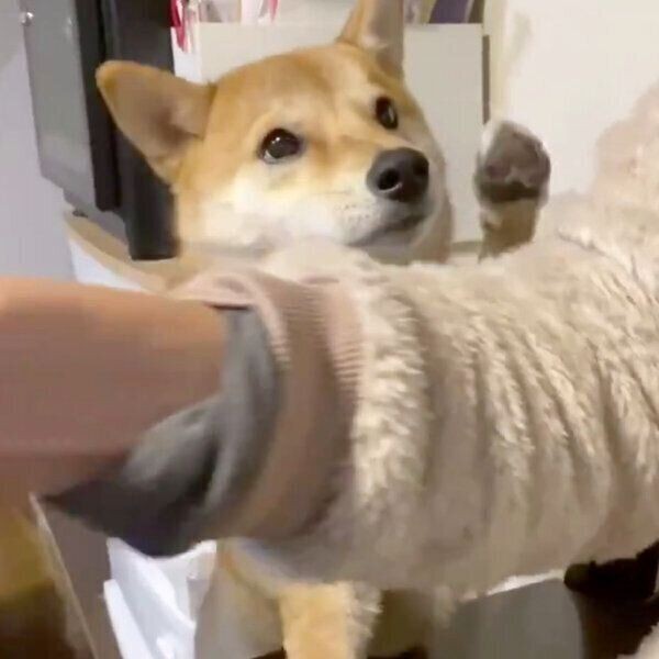 パパさんにかまってほしい柴犬の行動に胸キュン いぬのきもちnews