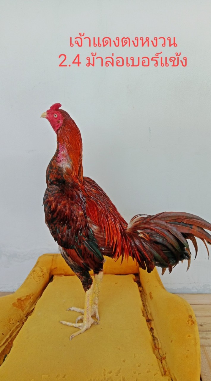 ซื้อ-ขายไก่ชน ซุ้ม S.11 Tel; 064-481-7131