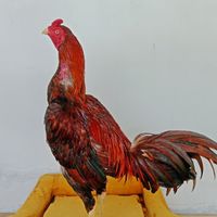 ซื้อ-ขายไก่ชน ซุ้ม S.11 Tel; 064-481-7131